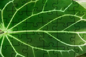 Green Leaf jigsaw puzzle