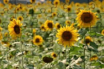 Sunflowers jigsaw puzzle