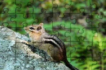 Chipmunk jigsaw puzzle