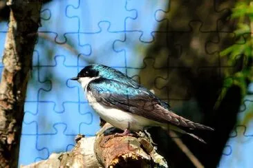 A Bird jigsaw puzzle