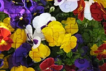 Colorful flowers jigsaw puzzle