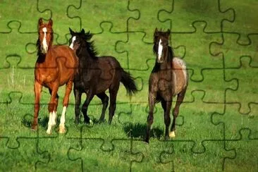 Brown Horses  jigsaw puzzle