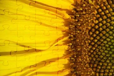 Sunflower- Macro jigsaw puzzle