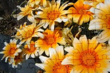 Yellow Gerbera jigsaw puzzle