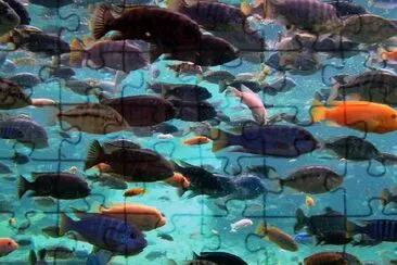 Fish jigsaw puzzle