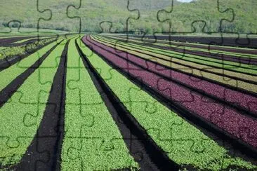 Crops jigsaw puzzle