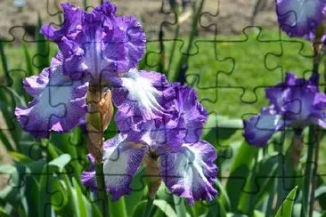 Iris Flowers jigsaw puzzle