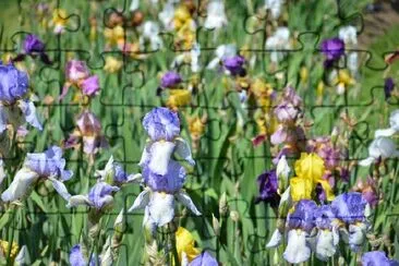 Iris flowers jigsaw puzzle