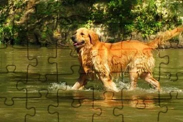 Golden Retriever im Wasser