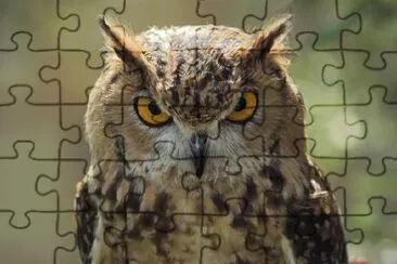 An Owl jigsaw puzzle