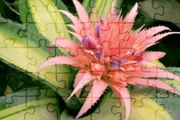 Pink Tropical Flower jigsaw puzzle