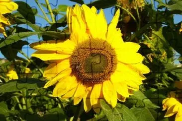 Sunflowers jigsaw puzzle