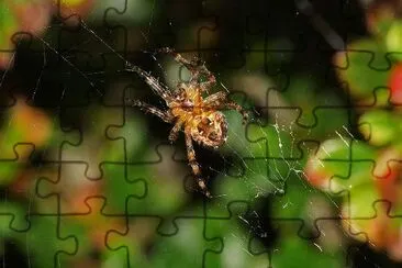 Spider Webs jigsaw puzzle