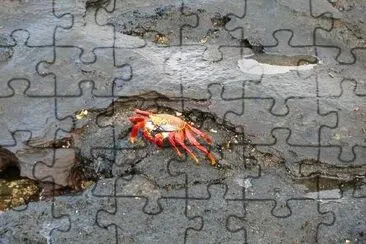 Crab jigsaw puzzle