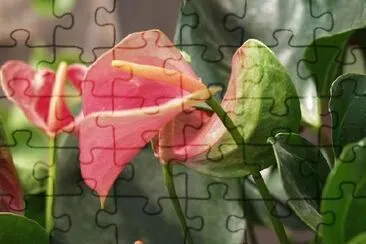 Tropical Flower jigsaw puzzle