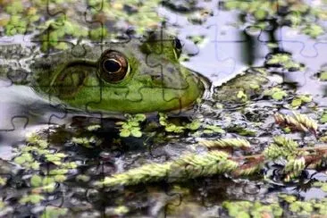 Ein Frosch, der im See schwimmt