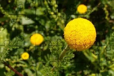 Yellow spheric flower jigsaw puzzle