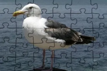 Seagull jigsaw puzzle