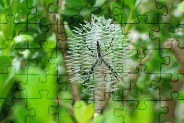 Arachnids Spiders jigsaw puzzle