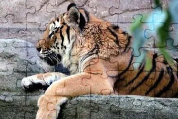 Sitting Tiger jigsaw puzzle