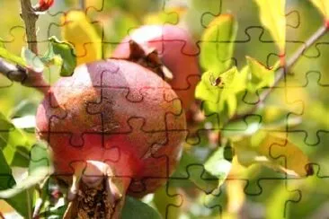 Pomegranate jigsaw puzzle