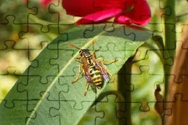 A Wasp on a leaf jigsaw puzzle