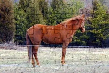 Brown Horse jigsaw puzzle