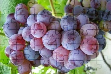 Grapes jigsaw puzzle