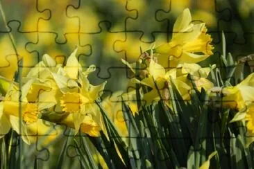 Wild Daffodil  jigsaw puzzle