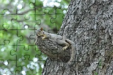 Squirrel jigsaw puzzle