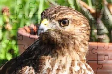 Falcon jigsaw puzzle