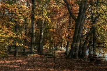 A Forest in the Autumn jigsaw puzzle