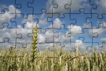 Wheat jigsaw puzzle