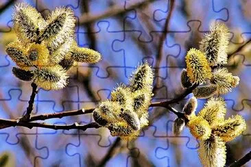 Flower Buds jigsaw puzzle