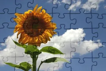 Sunflower jigsaw puzzle