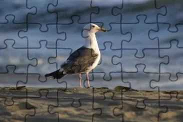 A bird on the beach jigsaw puzzle