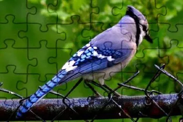 Blue Jay Bird jigsaw puzzle