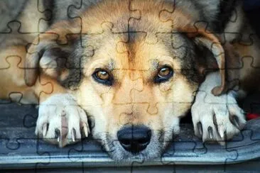 A Brown Dog jigsaw puzzle