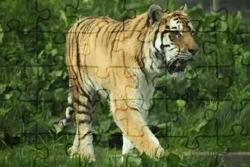 A Tiger jigsaw puzzle