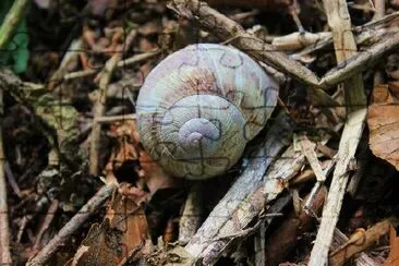 Snail jigsaw puzzle