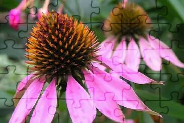 Flowers jigsaw puzzle