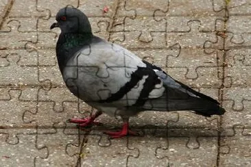 Pigeon jigsaw puzzle