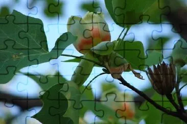 Flowers jigsaw puzzle