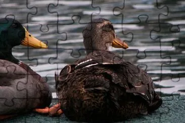 Ducks jigsaw puzzle