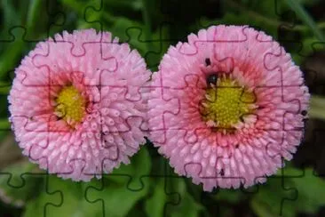 Pink Flowers jigsaw puzzle