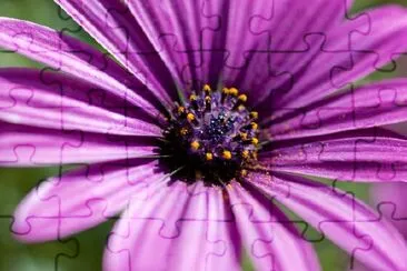 Purple Flower jigsaw puzzle