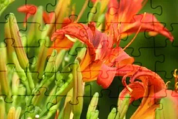 Orange Lilies jigsaw puzzle