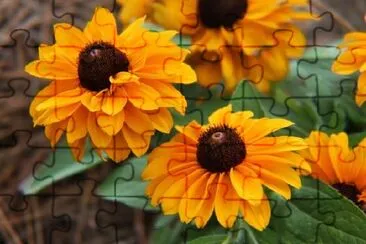 Orange Daisies jigsaw puzzle