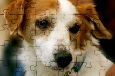 Brown Puppy jigsaw puzzle