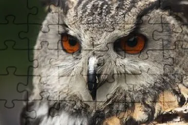 Owl jigsaw puzzle